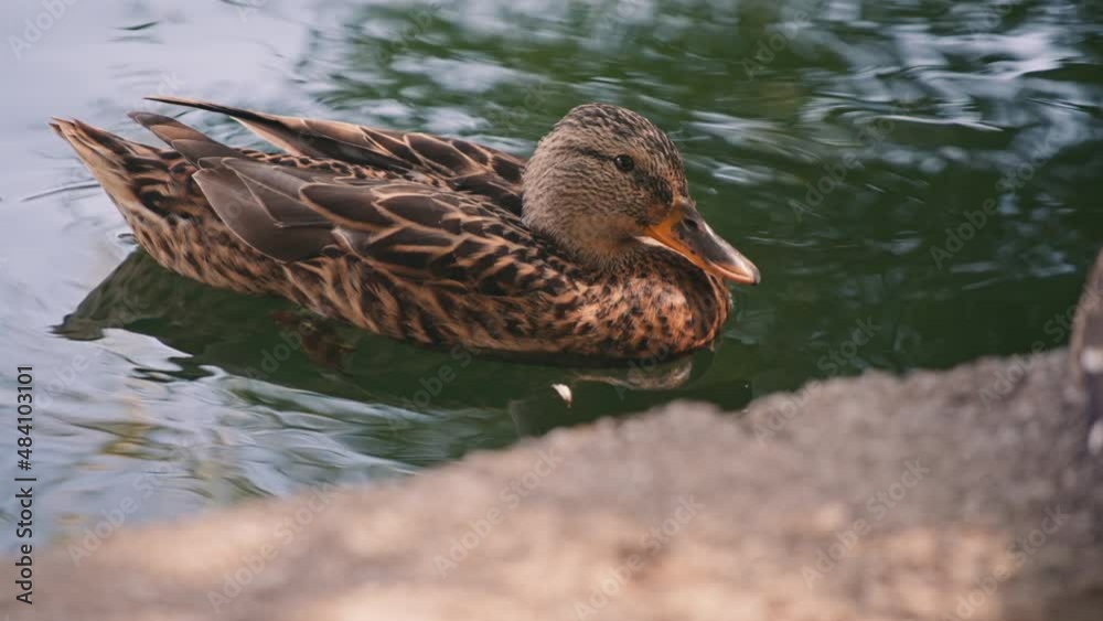 Close up of a female mallard duck floating in the lake. Slow motion. 