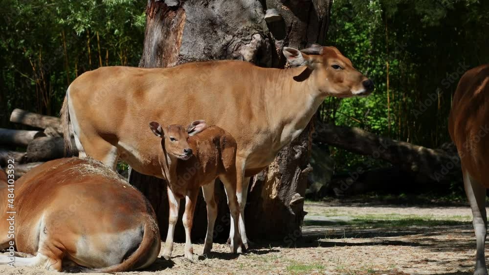 Family of Banteng, Bos javanicus or Red Bull. It is a type of wild cattle But there are key characteristics that are different from cattle and bison: a white band bottom in both males and females.