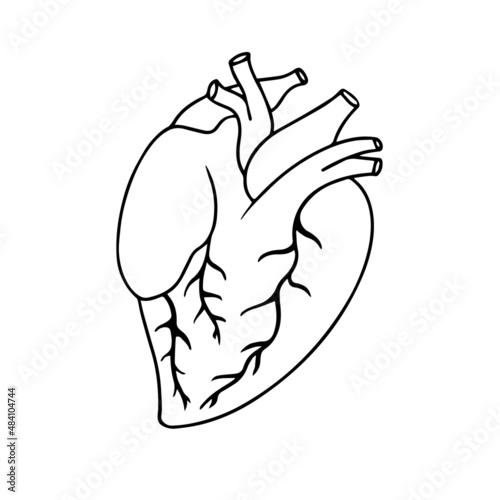 Realistic Heart icon isolated on white background. Human heart anatomically correct hand drawn line art and dotwork.