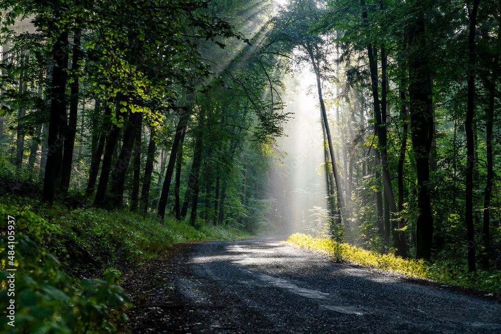 Fototapeta premium Sun rays in the forest