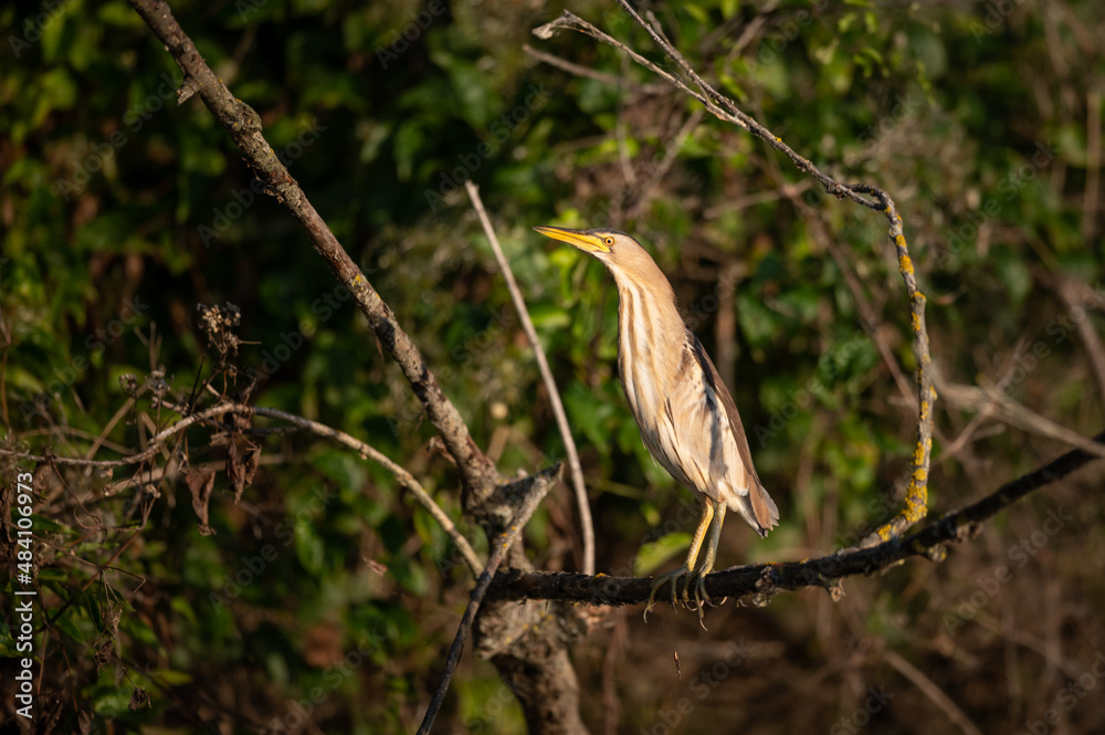 Portrait of Little Bittern on a sunny day in summer Portrait of Little Bittern on a sunny day in summer