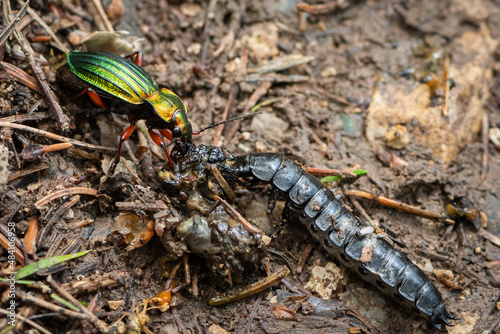 A Carabus auronitens beetle and a carabid larvae photo