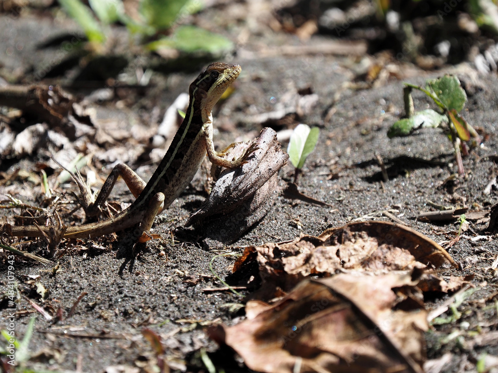 Brown basilisk, Basiliscus vittatus, sitting on the ground among fallen leaves, Costa Rica Brown basilisk, Basiliscus vittatus, sitting on the ground among fallen leaves, Costa Rica