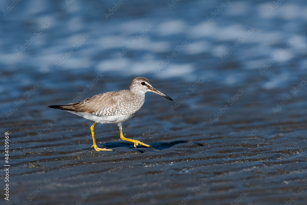 Obraz premium キアシシギ