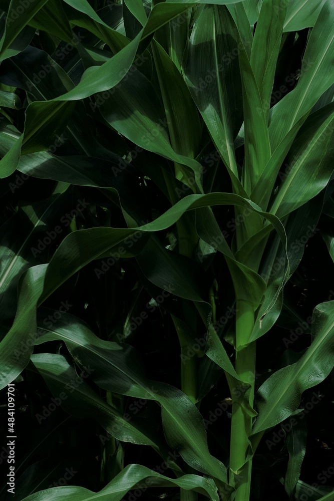 Obraz premium aberration