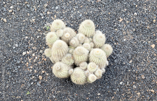 Parodia concinna cactus with prickly thorns as found in nature photo