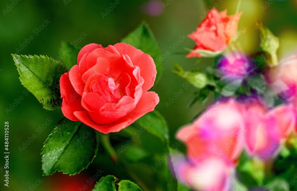Red rose big and magnificent. Mature rose on nature Red rose big and magnificent. Mature rose on nature