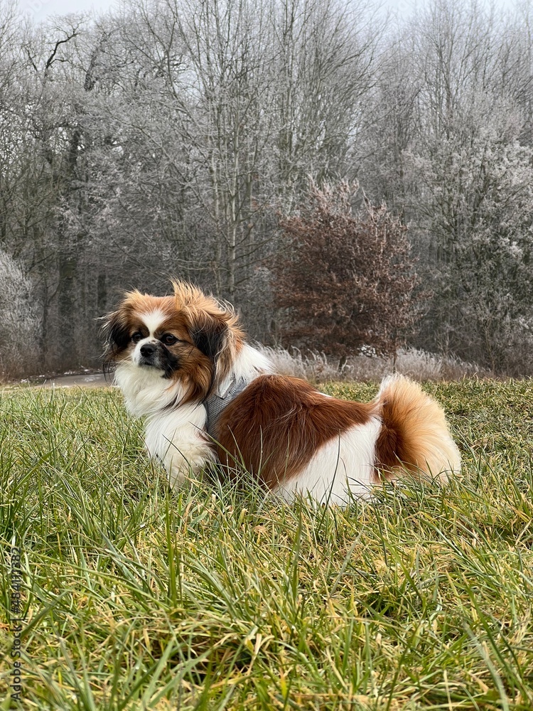 Kleiner Hund sitzt im Gras in einer Winterlandschaft vor einem Wald.
Winter, Jahreszeit, Spaziergang, windig, kalt