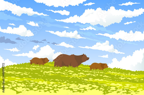 bears nature sky