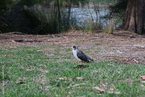 Noisy miner bird, manorina melanocephala, standing on a patch of grass, with vegetation, a lake, and a tree in the background