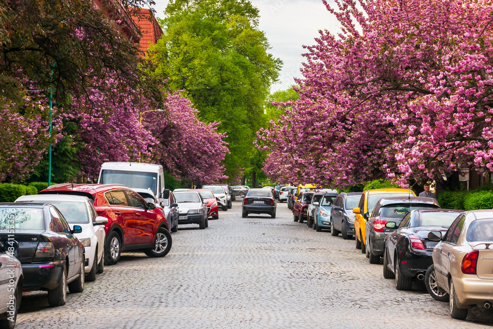 Uzhgorod, ukraine - may 05, 2021: Cherry Blossom on the streets in morning light. Flowering sakura trees along the road with parked cars