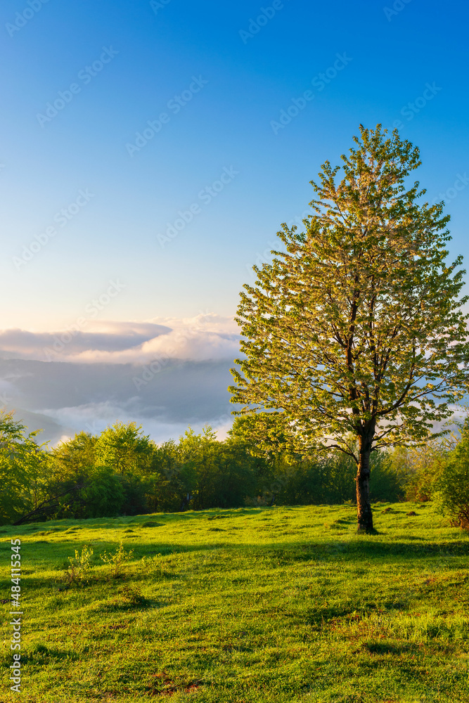 Fototapeta premium tree on the hillside meadow at sunrise. gorgeous nature scenery in mountains. fog rising above the distant hills and valley in morning light. fantastic weather conditions on a bright sunny day
