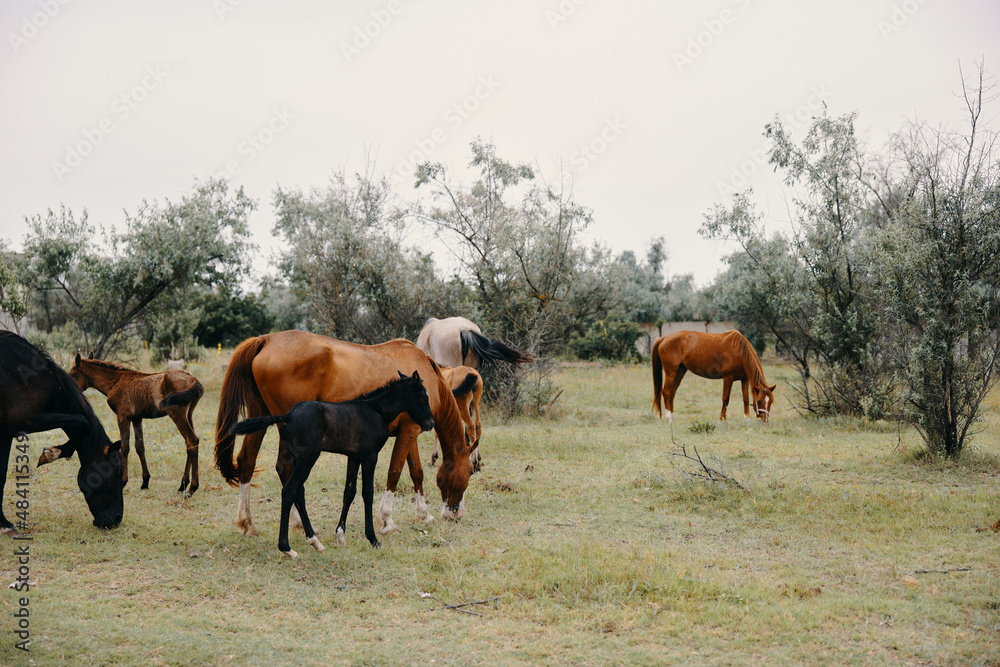 Herd of horses summer field nature landscape Herd of horses summer field nature landscape