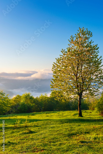 tree on the hillside meadow at sunrise. gorgeous nature scenery in mountains. fog rising above the distant hills and valley in morning light. fantastic weather conditions on a bright sunny day