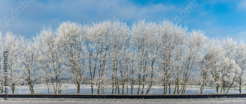 Snow-covered tree branches against the blue sky. Trees are covered with snow and hoarfrost against the blue sky. © kalyanby