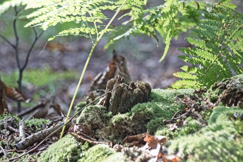 green moss on the ground © Matthieu