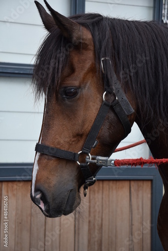 A noble brown horse head