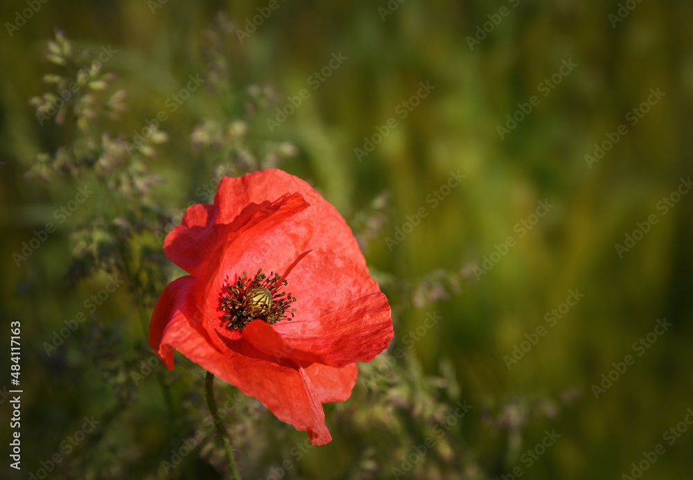 Fototapeta premium Klatschmohn