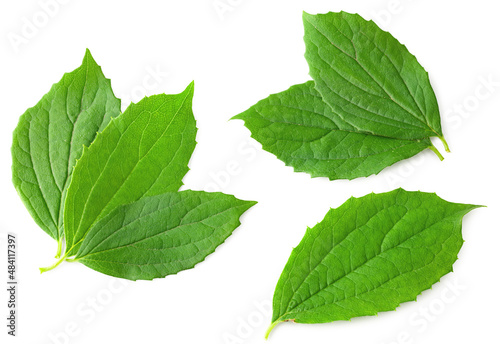 Jasmine leaves isolated on white background. clipping path. top view
