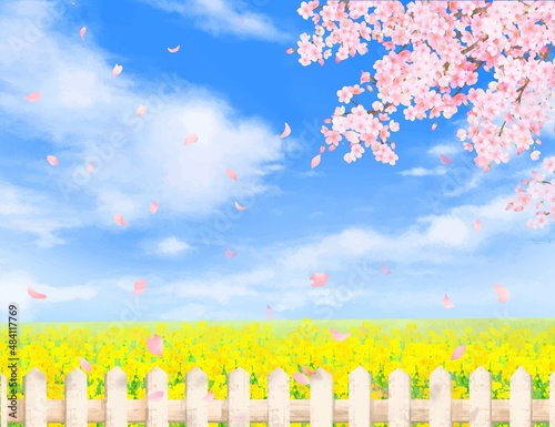 菜の花の咲く河川敷に白い柵と青空に美しく華やかな花びら舞い散る春の桜フレーム背景素材
