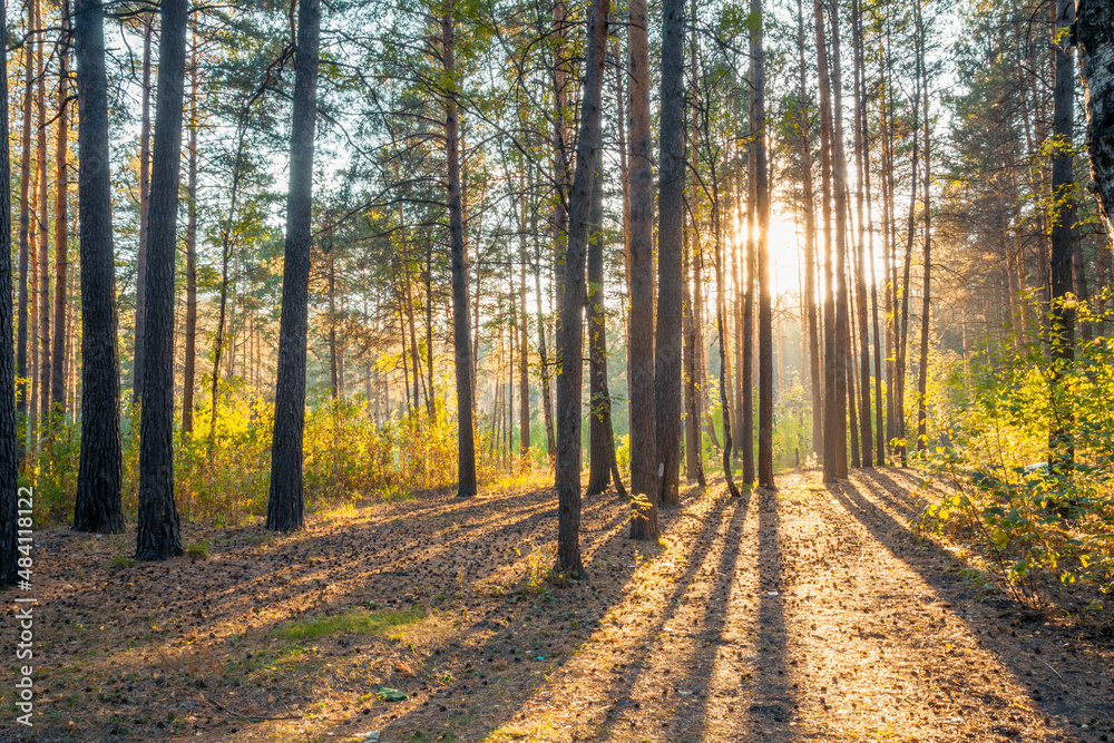 Fototapeta premium sunset in the woods