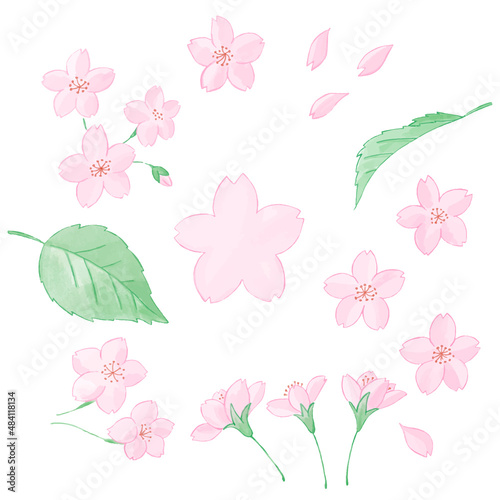 桜の花びらと葉っぱの手描き水彩風イラストのセット