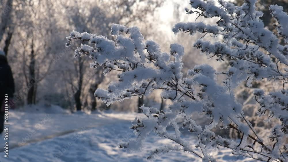 Winter scene, amazing frozen nature, people walking in snow on nice winter day. Winter scene, amazing frozen nature, people walking in snow on nice winter day.