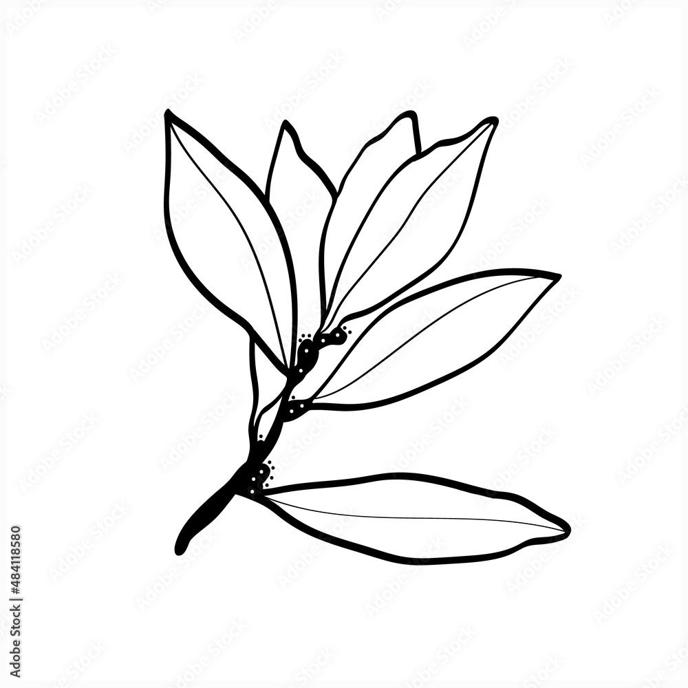 Pattern Tree laurel.Image on white and colored background. Pattern Tree laurel.Image on white and colored background.