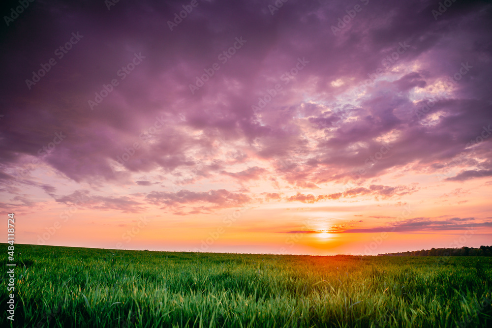 Spring Sunset Sky Above Countryside Rural Meadow Landscape. Wheat Field Under Sunny Spring Sky. Skyline. Agricultural Landscape With Growing Green Young Wheat Shoots, Wheat Germs. Copy Space.Spring