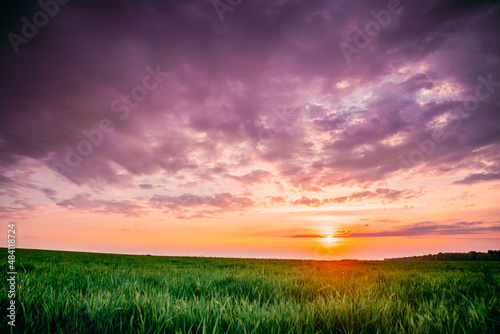 Spring Sunset Sky Above Countryside Rural Meadow Landscape. Wheat Field Under Sunny Spring Sky. Skyline. Agricultural Landscape With Growing Green Young Wheat Shoots  Wheat Germs. Copy Space.Spring