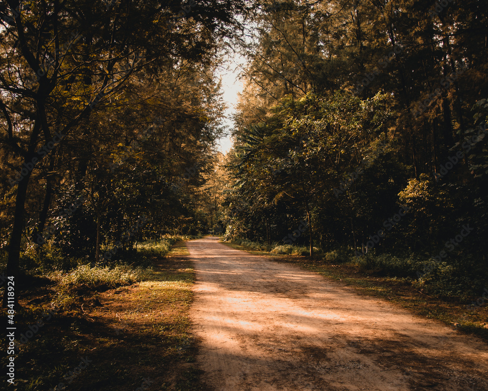 Obraz premium road in the woods