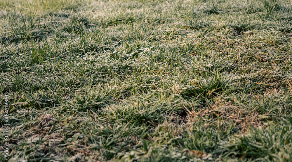 Frosty Grass Lawn on a Spring Morning