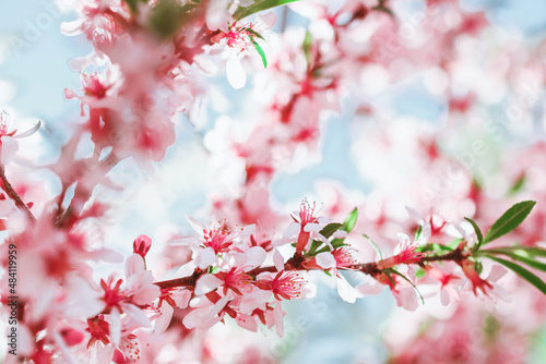 Blooming almond bush with pink flowers close-up. Spring floral background.
