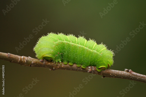 Green Luna Moth Caterpillar on Apple Tree