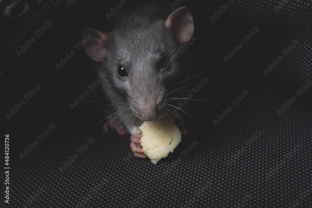 A gray pet rat eats cheese on a dark gray sofa like in a hole