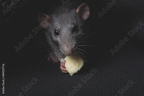 Obraz na płótnie A gray pet rat eats cheese on a dark gray sofa like in a hole w salonie