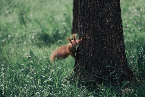 Mała wiewiórka skacząca po parku