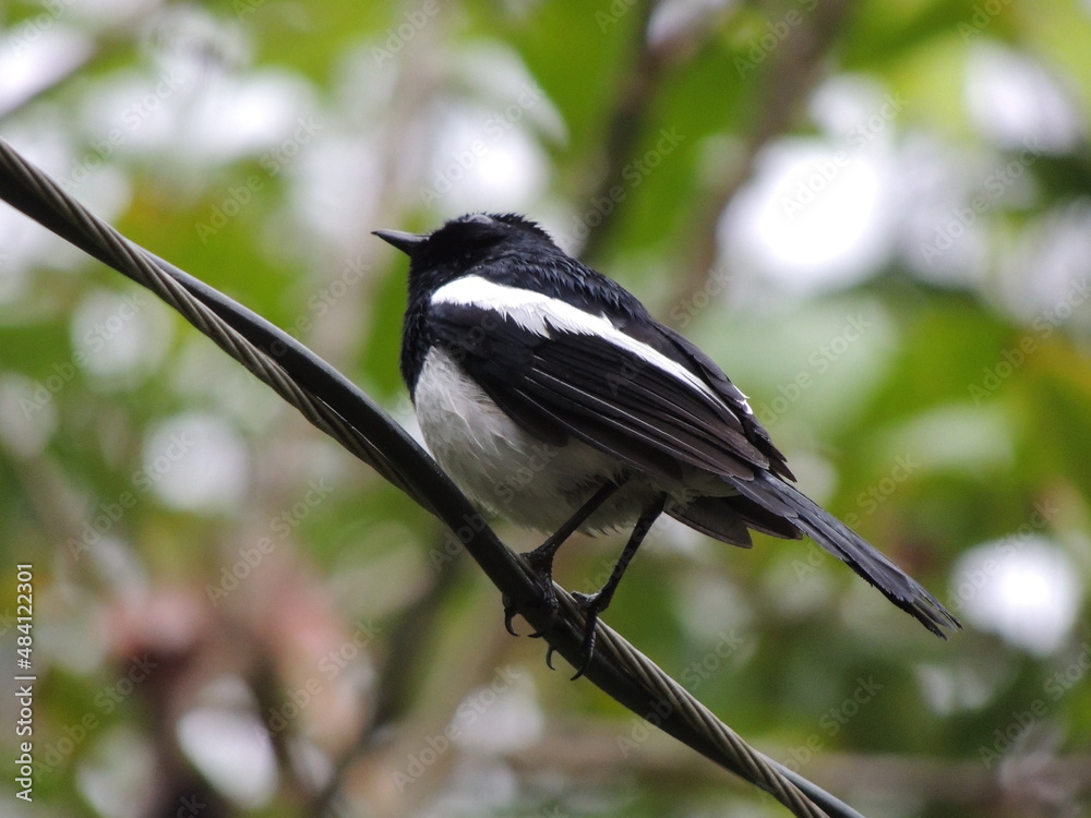 Fototapeta premium Birds After the Rain