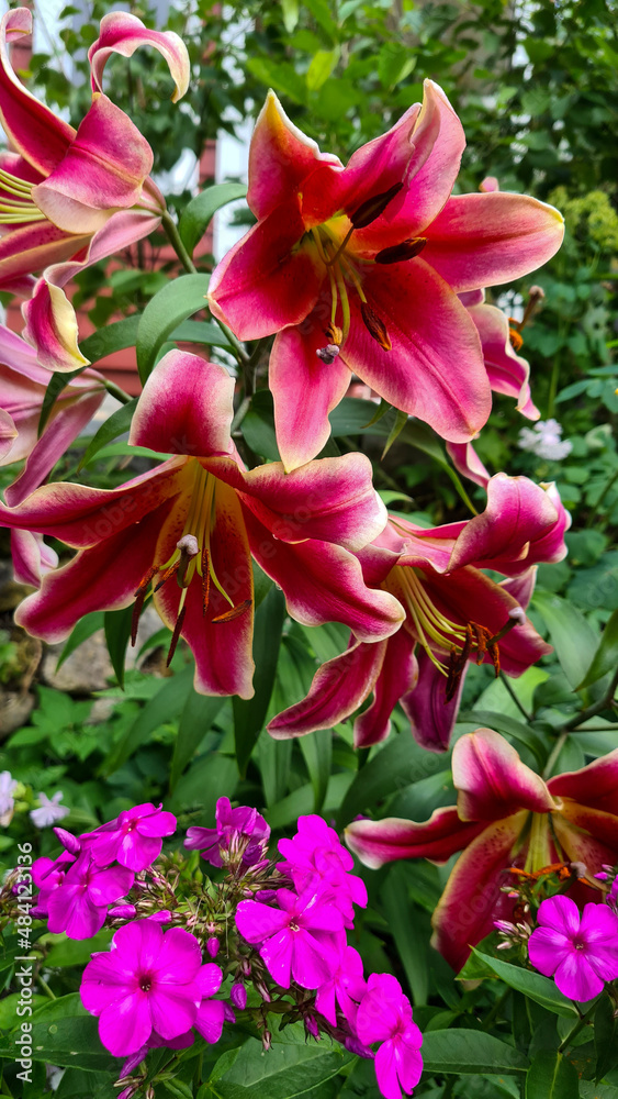 pink and white lilys, flower, garden, summer pink and white lilys, flower, garden, summer