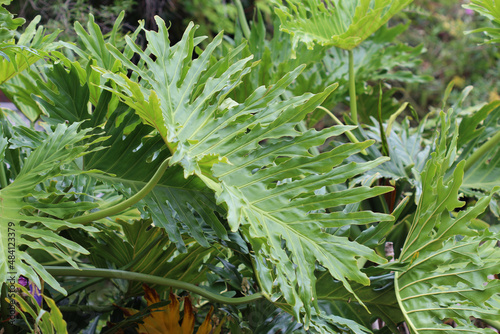 Photos Large foliage of a Philodendron bipinnatifidum plant growing in a garden