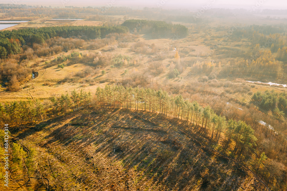 Obraz premium Aerial View Green Forest In Deforestation Area Landscape. Top View Of Shadows From Woods Trunks. Growing Forest. European Nature From High Attitude In Autumn Season. Drone View. Bird's Eye View.Aerial
