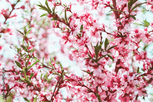 Blooming almond bush with pink flowers close-up. Spring landscape.