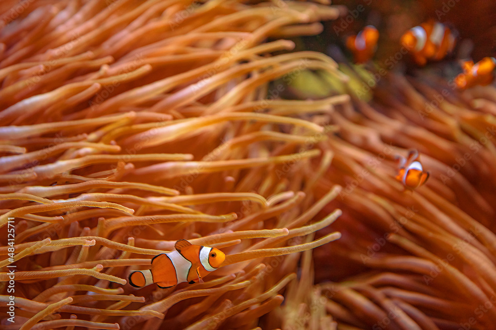 Orange Clownfishes with anemone in coral reef. Amphiprion ocellaris species living in Eastern Indian Ocean and Western Pacific Ocean, in Australia, Southeast Asia and Japan. Family Pomacentridae. - obrazy, fototapety, plakaty 