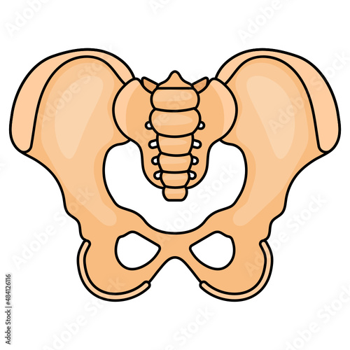 Acetabulum Vector color Icon Design, Organ System Symbol, Human Anatomy Sign, Human Body Parts Stock illustration, Human Pelvis and Hip Bone Joint Concept,