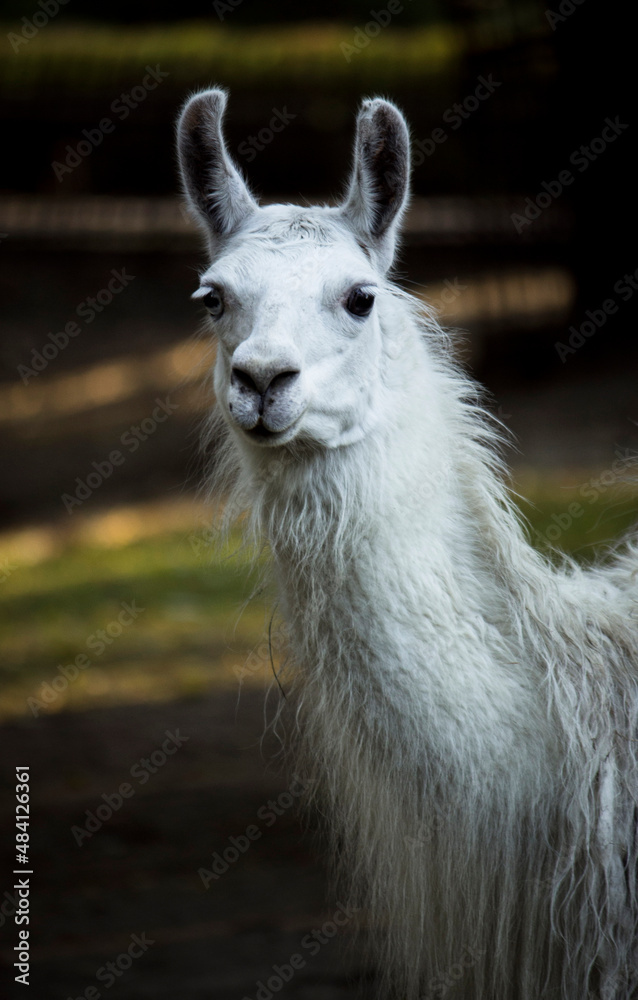Obraz premium White llama's head 