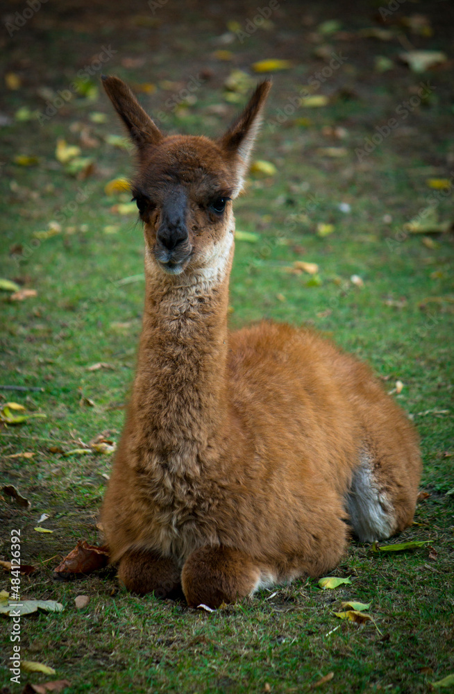 Fototapeta premium Young llama sitting on the ground