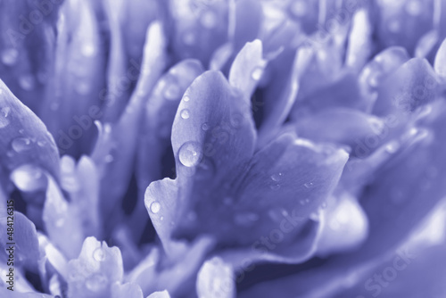 Lilac peony petals with water drops. Close-up. Floral background. Very Peri Color of the Year 2022.