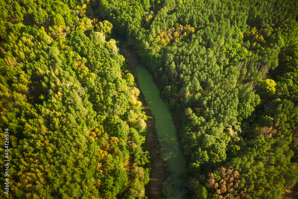 Naklejka premium Aerial View Green Forest Woods And River Landscape In Sunny Summer Day. Top View Of Beautiful European Nature From High Attitude In Summer Season. Drone View. Bird's Eye View