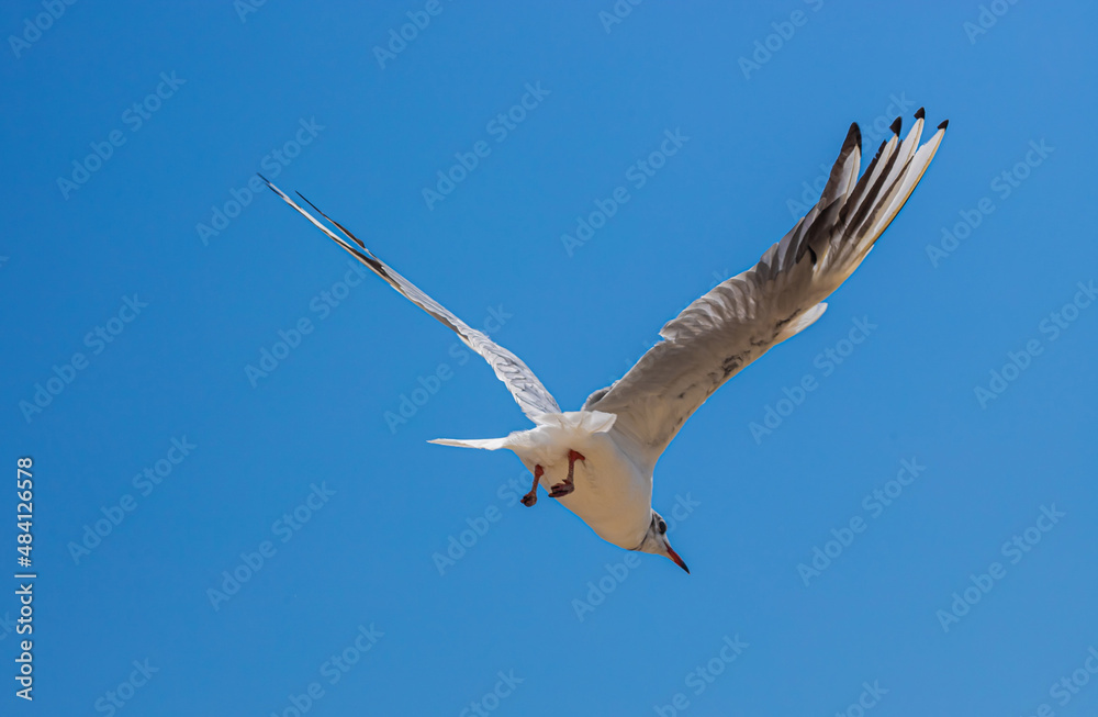Seagull flying in sky. Seagull flying sky as freedom concept Seagull flying in sky. Seagull flying sky as freedom concept