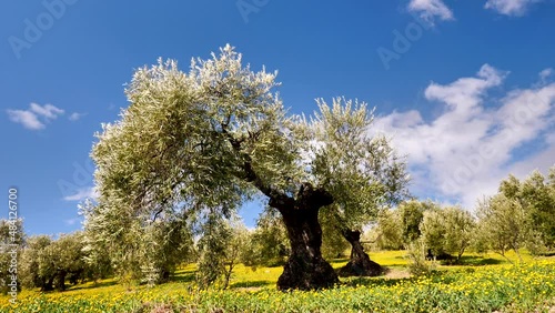 olive tree in green meadow and blue sky